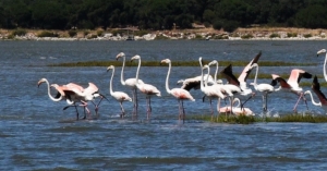 Flamants roses