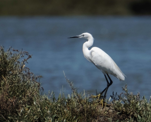 Um habitante do Sado