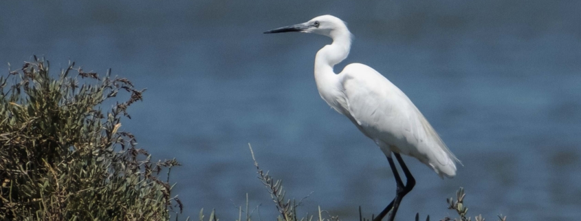 oiseau du sado