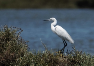 aigrette garzette sur le sado près de Setubal au Portugal