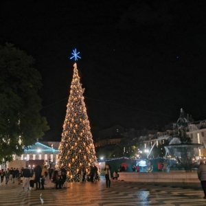 sapin de Lisbonne