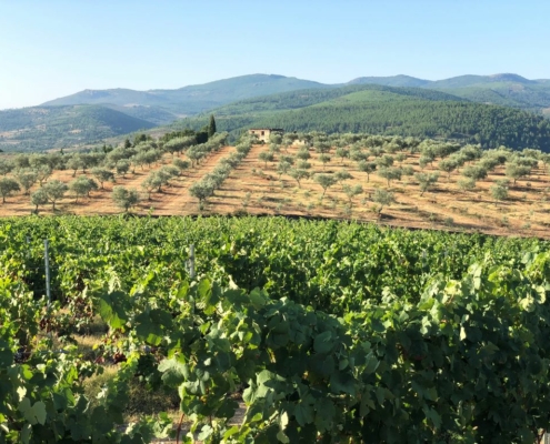 Trás-os-Montes vignoble