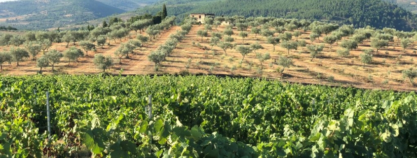 Trás-os-Montes vignoble