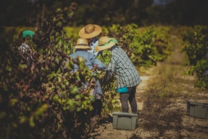 Vendanges