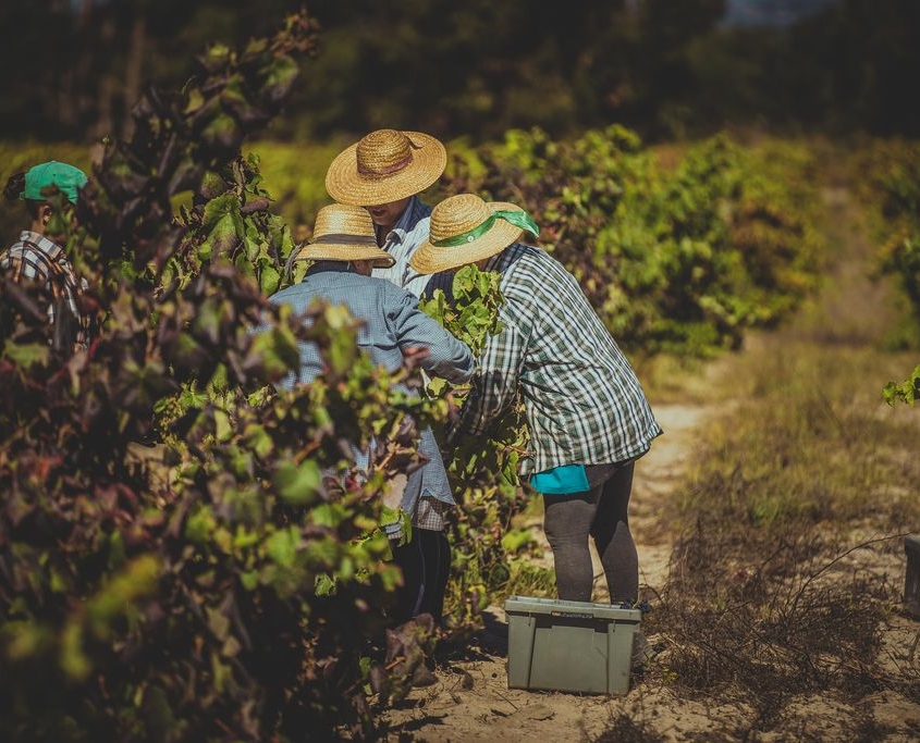 Vendanges