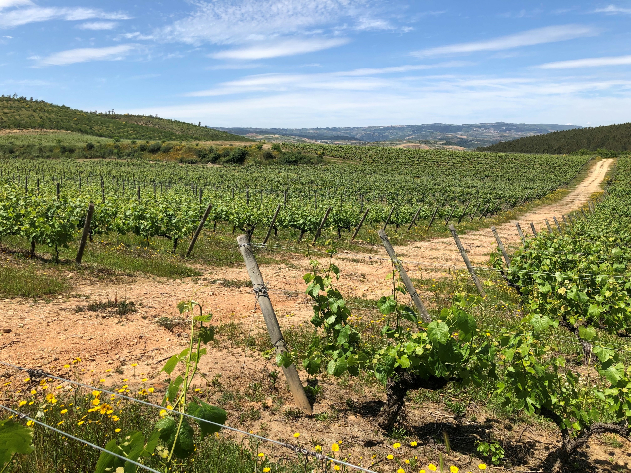 région viticole Trás-os-Montes