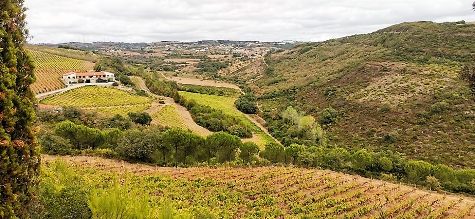 région viticole de Bucelas