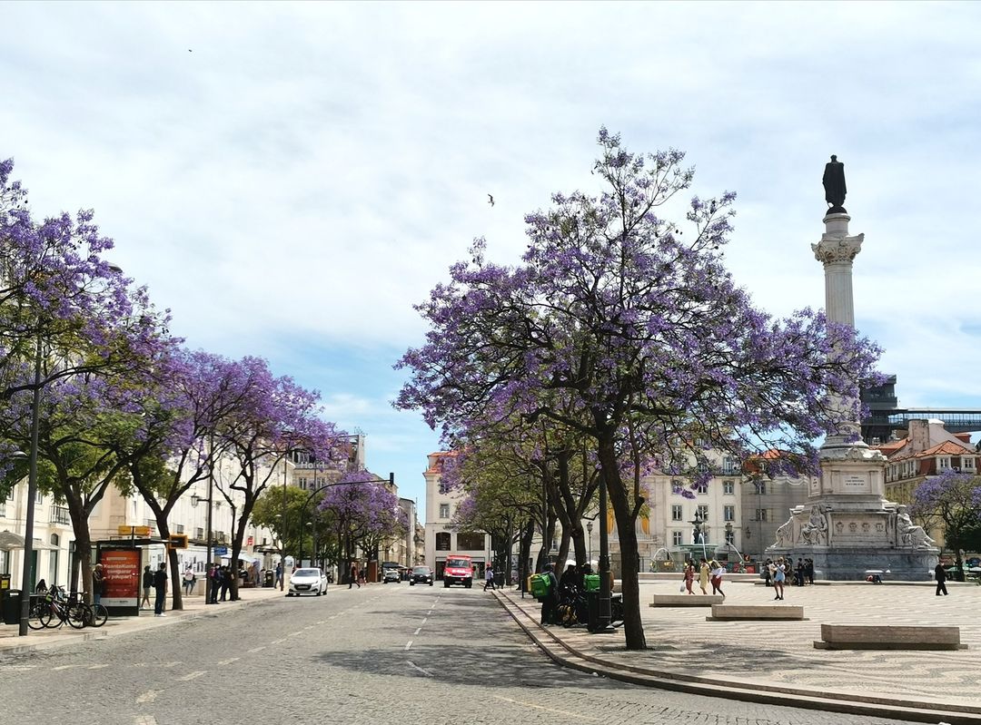 jacaranda