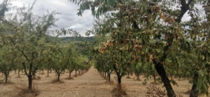 amandes