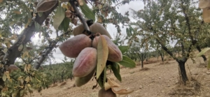 amandes
