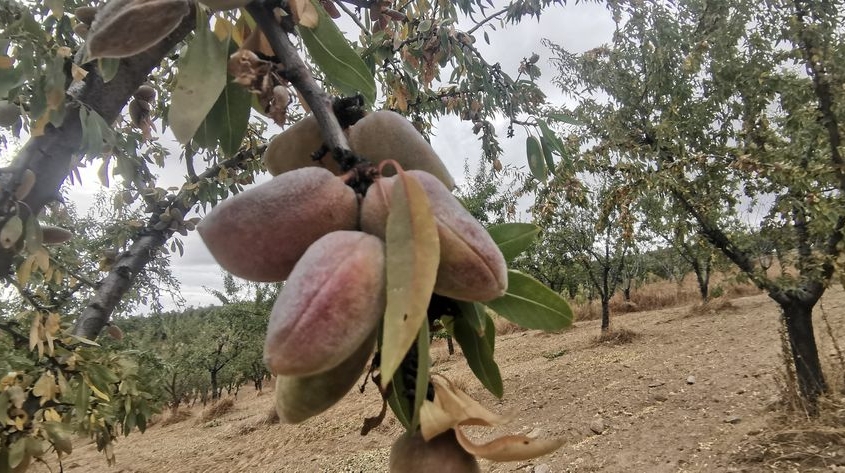amandes