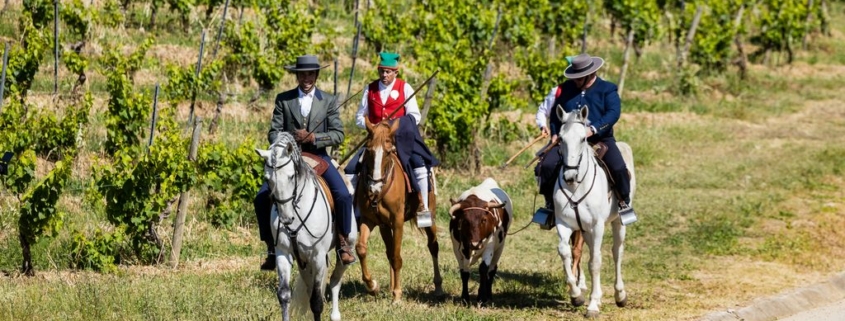Ribatejo. Vins du Tage