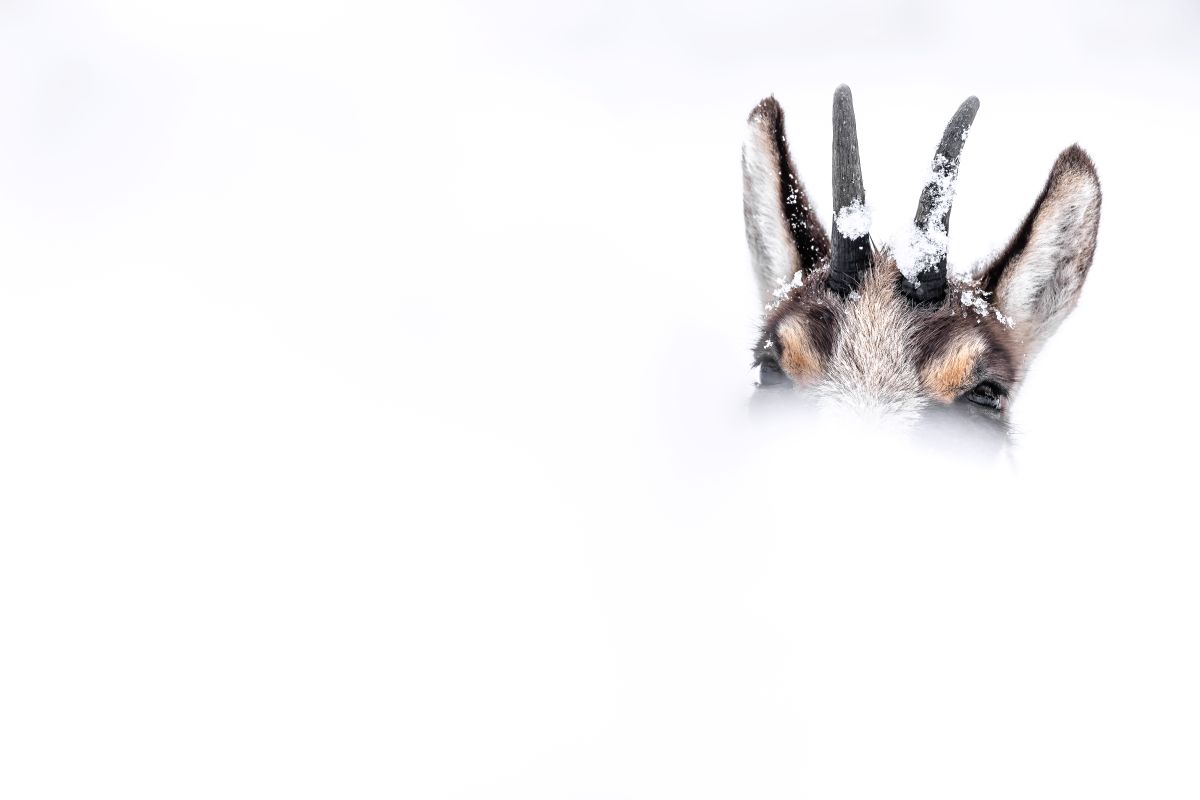 Fête d ela Francophonie