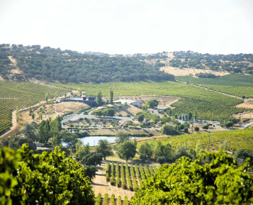vin Alentejo