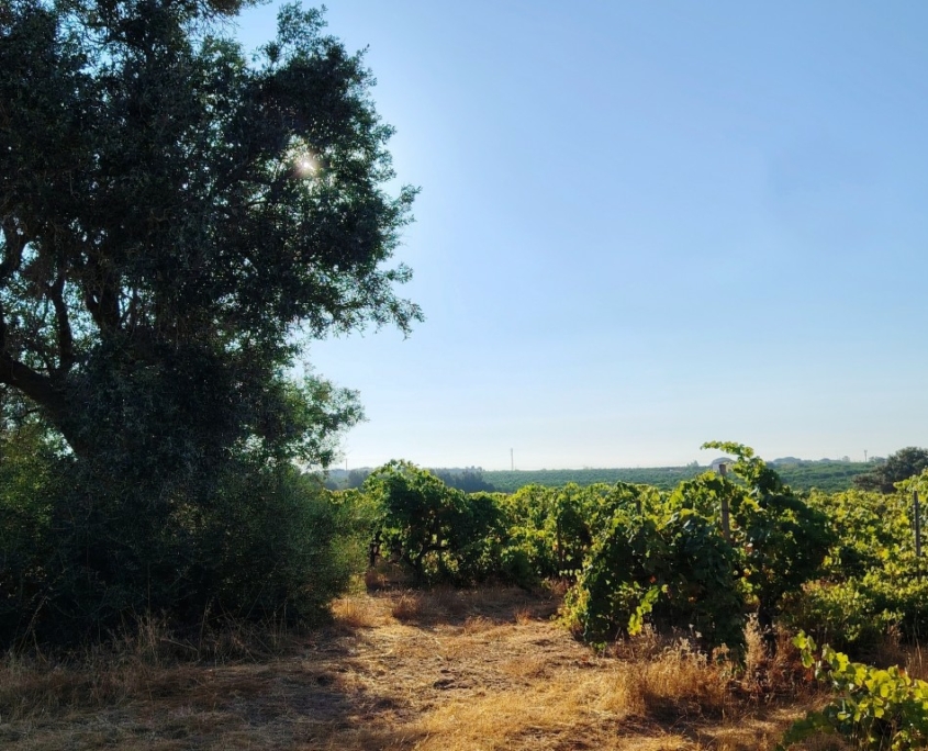 Les vignes du Morgado do Quintão Morgado do Quintão